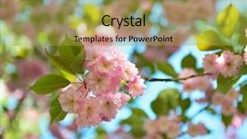  Presentation with cherry - Presentation theme with appletree - cherry blossoms blooming cherry tree background and a gold colored foreground