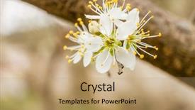  Presentation with tree spring flowers apple flowers - Slides enhanced with appletree - close up of apple tree background and a coral colored foreground