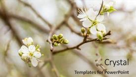  Presentation with tree spring flowers apple flowers - Presentation theme enhanced with appletree - close up of apple tree background and a coral colored foreground