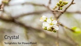  Presentation with tree spring flowers apple flowers - Slides consisting of appletree - close up of apple tree background and a coral colored foreground