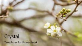  Presentation with tree spring flowers apple flowers - Amazing slides having appletree - close up of apple tree backdrop and a coral colored foreground