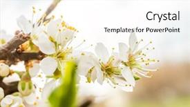  Presentation with tree spring flowers apple flowers - Presentation theme with appletree - close up of apple tree background and a white colored foreground