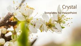 Presentation with tree spring flowers apple flowers - Amazing theme having appletree - close up of apple tree backdrop and a cream colored foreground