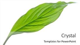  Presentation with green leaf - Colorful PPT layouts enhanced with appletree - green leaf isolated backdrop and a white colored foreground