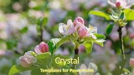  Presentation with spring tree - Audience pleasing theme consisting of appletree - spring blossoms at blooming apple backdrop and a tawny brown colored foreground
