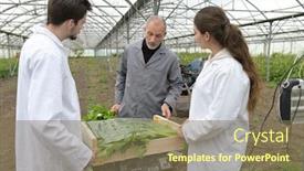  Presentation with agriculture greenhouse - Colorful PPT theme enhanced with apprentice-in-greenhouse-learning backdrop and a violet colored foreground