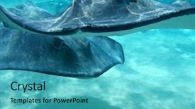  Presentation with americana - PPT theme enhanced with approaching camera at stingray city background and a  colored foreground