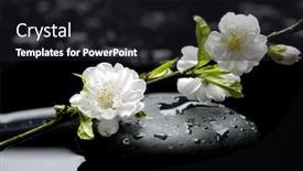  Presentation with apricot - Presentation design consisting of apricot-blossom-and-black-stones background and a wine colored foreground