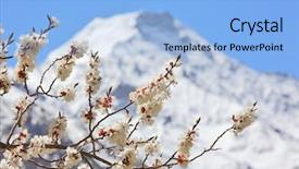  Presentation with apricot - PPT theme featuring apricot blossom in himalayas background and a light blue colored foreground
