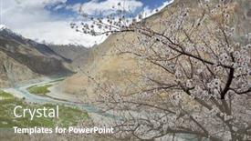  Presentation with apricot - Slide deck consisting of apricot blossom in himalayas background and a gray colored foreground