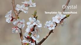  Presentation with ladakh - Presentation theme consisting of apricot-blossom-in-trans-himalayas background and a gray colored foreground