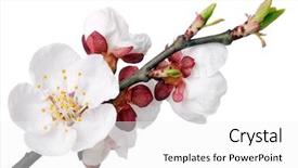  Presentation with apricot - Colorful theme enhanced with apricot flower on white background backdrop and a white colored foreground