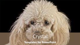  Presentation with poodle - Audience pleasing theme consisting of apricot-medium-poodle-isolated backdrop and a coral colored foreground