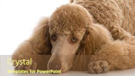  Presentation with poodle - Amazing PPT theme having apricot standard poodle portrait on white background backdrop and a tawny brown colored foreground