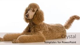  Presentation with poodle - PPT layouts with apricot standard poodle portrait on white background background and a coral colored foreground