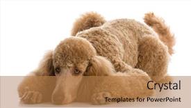  Presentation with poodle - Slides featuring apricot standard poodle portrait background and a coral colored foreground