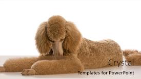  Presentation with poodle - Amazing slides having apricot standard poodle portrait on white background backdrop and a coral colored foreground