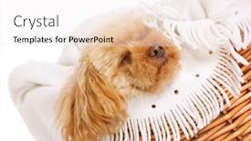  Presentation with poodle - Presentation theme consisting of apricot-toy-poodle-fast-asleep background and a sky blue colored foreground