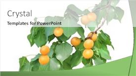  Presentation with apricot - Colorful PPT layouts enhanced with apricot-tree-branch-with-green backdrop and a white colored foreground