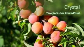  Presentation with growing tree - Audience pleasing presentation theme consisting of apricot-tree-with-fruits-growing backdrop and a tawny brown colored foreground