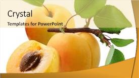  Presentation with apricot - Colorful PPT layouts enhanced with apricots with leaves backdrop and a yellow colored foreground
