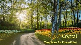  Presentation with tulip - Amazing slide set having path in keukenhof flower garden backdrop and a tawny brown colored foreground