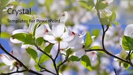  Presentation with dogwood - Audience pleasing PPT theme consisting of white flowering dogwood detail backdrop and a mint green colored foreground