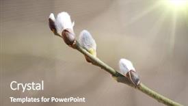  Presentation with judicial branch - Beautiful presentation theme featuring spring pussy willows - willow branch with buds backdrop and a  colored foreground