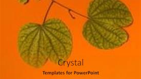  Presentation with gold leaves - Presentation design consisting of apte-leaves-which-is-used background and a gold colored foreground