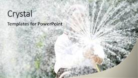  Presentation with education middle school arabic kids - Slide deck consisting of aqua culture - beautiful middle eastern arabic girl background and a light gray colored foreground