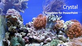  Presentation with coral reef - Theme enhanced with aqua culture - coral reef aquarium tank background and a cobalt blue colored foreground