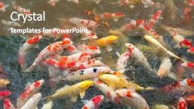  Presentation with aqua - Colorful PPT theme enhanced with aqua culture - feeding crap fish backdrop and a coral colored foreground