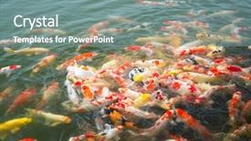  Presentation with pond - Presentation design consisting of aqua culture - japan koi carp in koi background and a seafoam green colored foreground