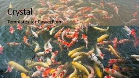  Presentation with koi fish - Amazing PPT layouts having aqua culture - koi carps fish backdrop and a coral colored foreground