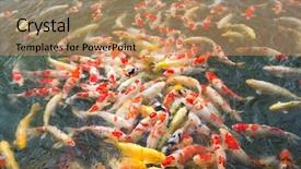  Presentation with koi fish - Cool new presentation theme with aqua culture - koi fish in the pond backdrop and a coral colored foreground