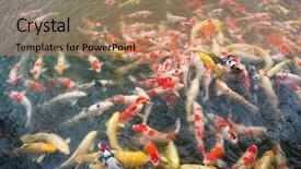  Presentation with koi fish - Theme having aqua culture - koi fish swimming background and a coral colored foreground