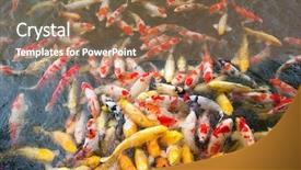  Presentation with aqua - Amazing slide set having aqua culture - koi swimming in a water backdrop and a coral colored foreground