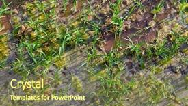  Presentation with rice fields - Slides having aqua culture - rice fields irrigation with sprouts background and a tawny brown colored foreground