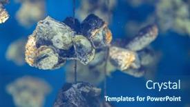  Presentation with aquaculture - Presentation theme with aquaculture-of-the-oyster-under background and a ocean colored foreground