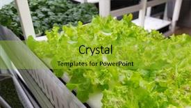  Presentation with aquaculture system - Colorful PPT theme enhanced with aquaculture system - planting hydroponics at indoor backdrop and a gold colored foreground