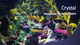  Presentation with pta plants - Audience pleasing slide deck consisting of aquarium background with underwater plant backdrop and a navy blue colored foreground
