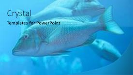  Presentation with uae - Colorful theme enhanced with aquarium in dubai mall uae backdrop and a cyan colored foreground