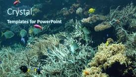  Presentation with vienna - Theme featuring aquarium-in-vienna-zoo background and a ocean colored foreground