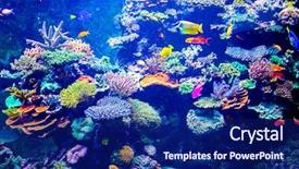 Presentation with fish aquarium - PPT layouts consisting of aquarium showing different colorful fish background and a navy blue colored foreground
