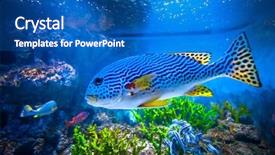  Presentation with fish aquarium - Slide set consisting of aquarium showing different colorful fish background and a teal colored foreground