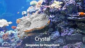  Presentation with coral reef - Presentation theme featuring aquarium tanks - colourful coral reef deep underwater background and a ocean colored foreground