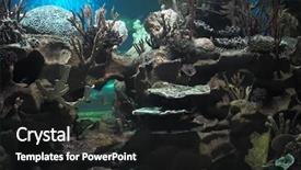  Presentation with coral reef - Beautiful presentation theme featuring aquarium tanks - colourful coral reef deep underwater backdrop and a dark gray colored foreground