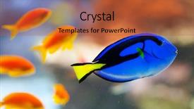  Presentation with fish aquarium - Audience pleasing PPT theme consisting of aquarium tanks - tropical fish backdrop and a red colored foreground