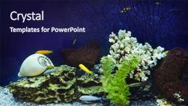  Presentation with fishes - Audience pleasing PPT theme consisting of aquarium with fishes and coral backdrop and a navy blue colored foreground