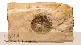  Presentation with aquatic - Theme featuring aquatic-animal-fossil-mesolimulus-walchi background and a coral colored foreground